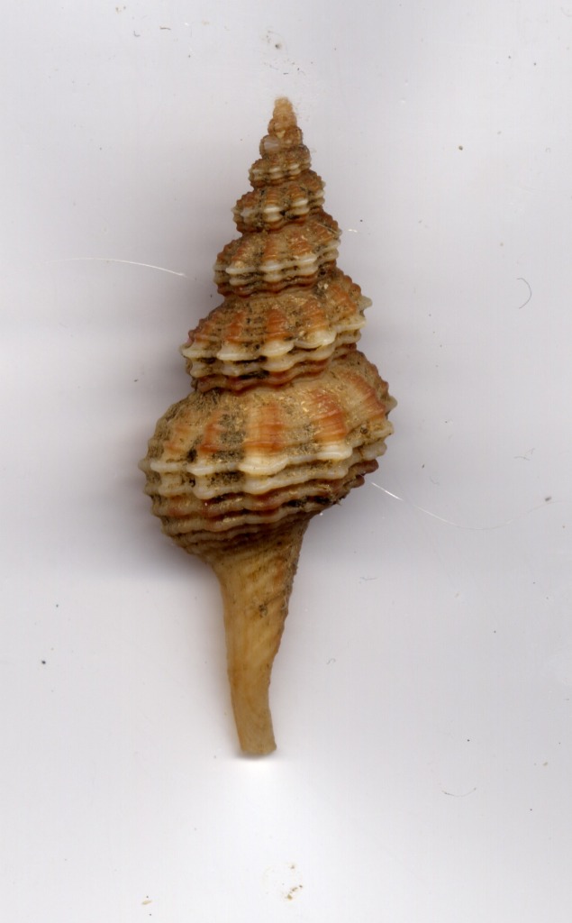 Fusinus pulchllus quadrumpulchellus